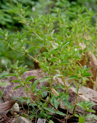 Alternanthera nana