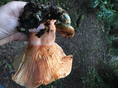 Lactarius aestivus