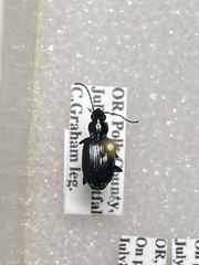 Anchomenus quadratus