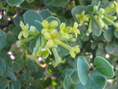 Wikstroemia