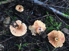 Lactarius aestivus