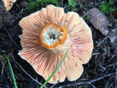 Lactarius aestivus