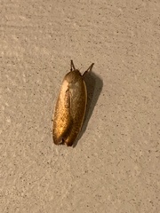 Ptyoptila matutinella