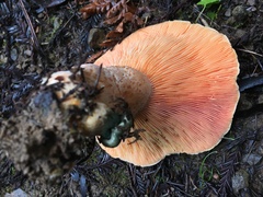 Lactarius aestivus
