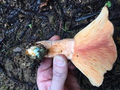 Lactarius aestivus