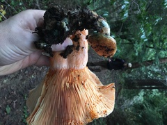 Lactarius aestivus