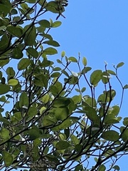 Streblus heterophyllus