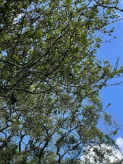 Streblus heterophyllus