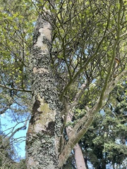 Streblus heterophyllus