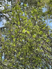 Streblus heterophyllus