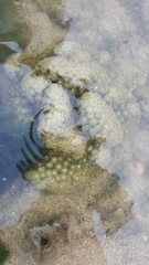 Duncanopsammia peltata