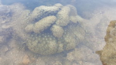 Duncanopsammia peltata