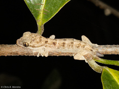 Phyllodactylus reissii