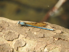 Argia westfalli