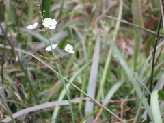 Sagittaria chapmanii