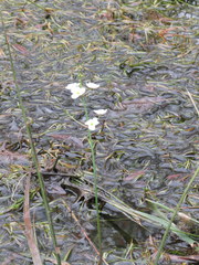 Sagittaria chapmanii