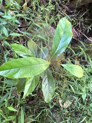 Alangium villosum