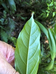 Alangium villosum