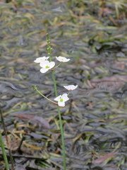 Sagittaria chapmanii