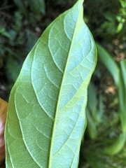 Alangium villosum