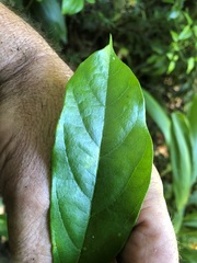 Alangium villosum
