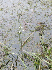 Sagittaria chapmanii