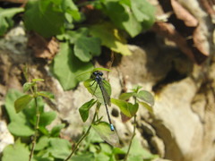Argia ulmeca