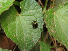 Desmogramma