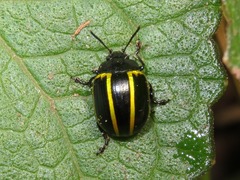 Desmogramma