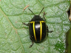 Desmogramma