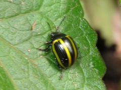 Desmogramma
