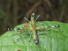 Sciaphilomastax