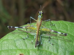 Sciaphilomastax