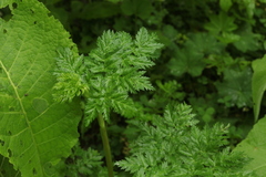 Selinum alatum