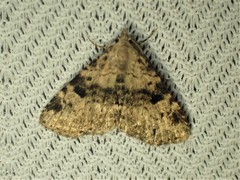 Metalectra quadrisignata