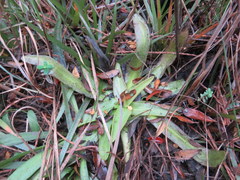 Pinguicula ionantha