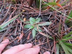 Pinguicula planifolia