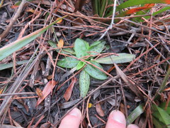 Pinguicula planifolia