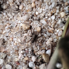 Arctosa perita
