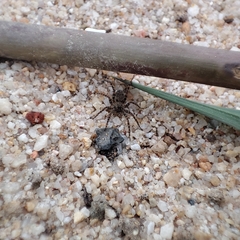 Arctosa perita