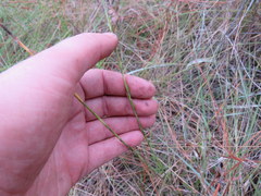 Linum floridanum