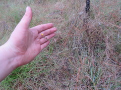 Linum floridanum