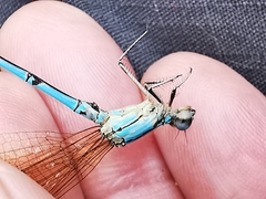 Argia westfalli