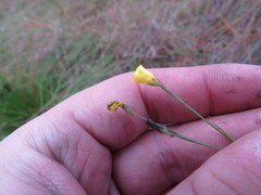 Linum floridanum