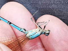 Argia westfalli