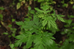 Selinum physospermifolium