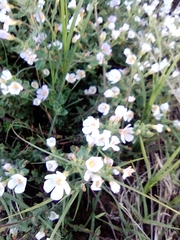 Chaenostoma cordatum