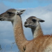 Camelidos del Nuevo Mundo - Photo (c) Todd Belanger, algunos derechos reservados (CC BY-NC), uploaded by Todd Belanger
