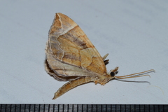 Eulithis testata