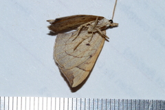 Eulithis testata